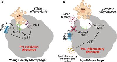 Pro-Resolving Ligands Orchestrate Phagocytosis